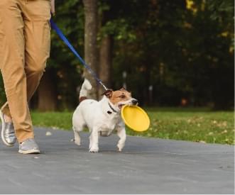 small dog carrying a bright yellow frisbee